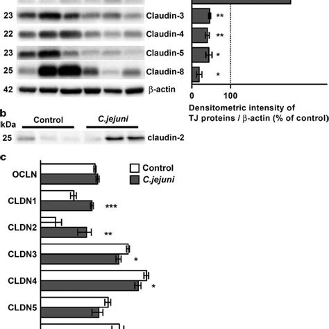 Tight Junction TJ Expression In Campylobacteriosis A Western Blot