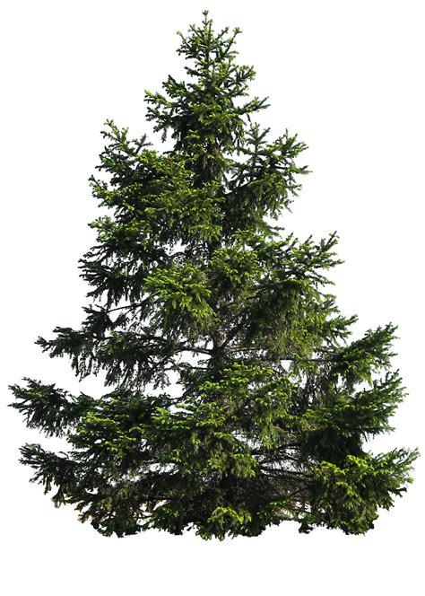 Tree Png Image For Free Download