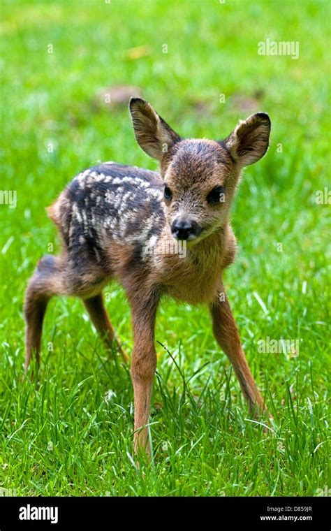 Roe Deer Fawn On Grass Stock Photo Alamy