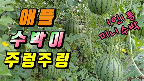 수박수확시기 애플수박키우는과정 미니수박 수박먹방 Apple Watermelon Pick Youtube