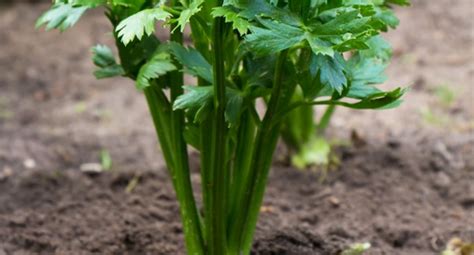Celery Growing Guide Tui Prepare Plant Nourish