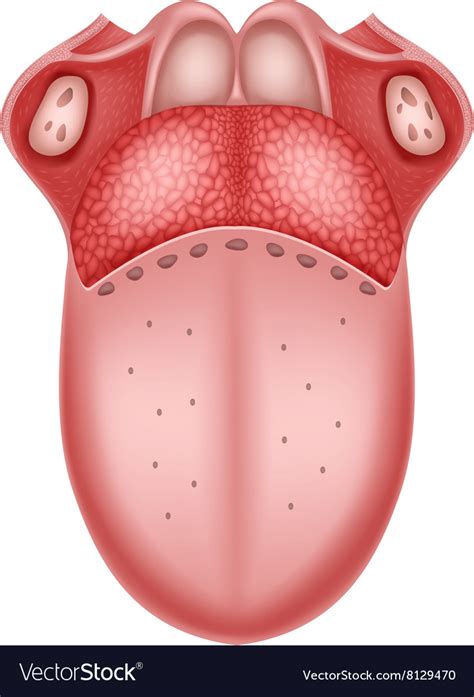 Cartoon Human Tongue Anatomy Royalty Free Vector Image