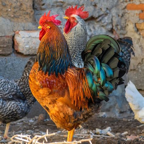 Adding A Rooster To Your Flock Care And Quirks