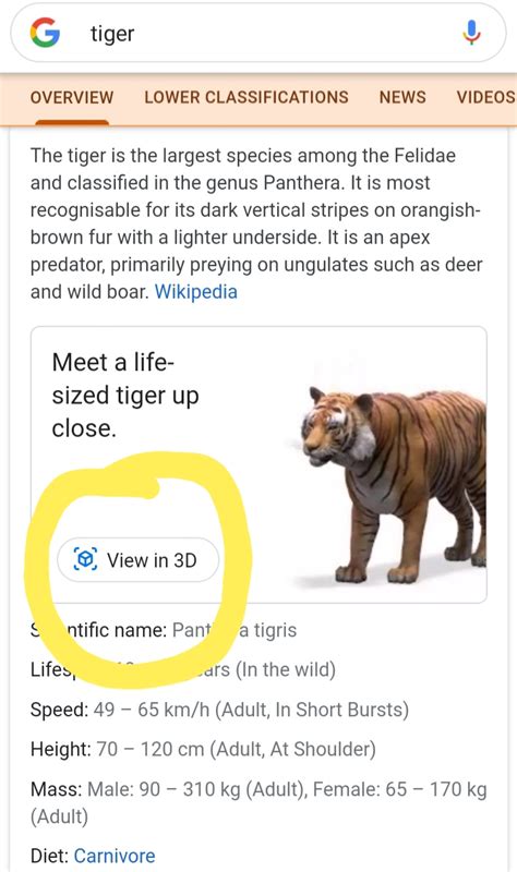 Tiger 3d Google View In Your Space - Rizop