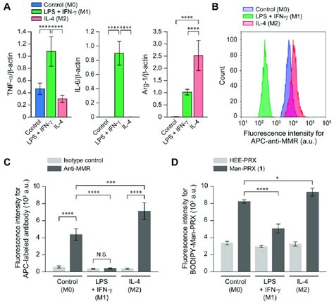 A Mrna Expression Levels Of Tnf α Il 6 And Arg 1 In Raw 2647 Cells