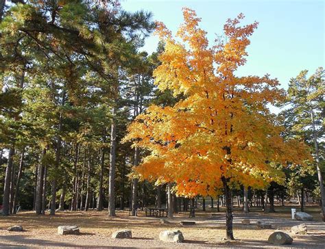Your Weekly Arkansas Fallfoliage Update Is Now Available