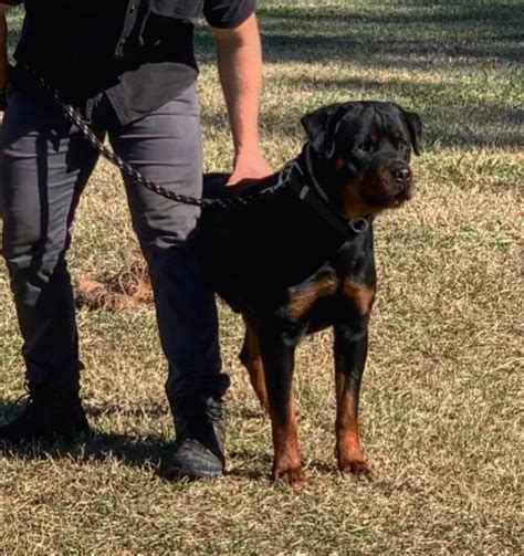 Rumble Rottweiler Alldogs Security
