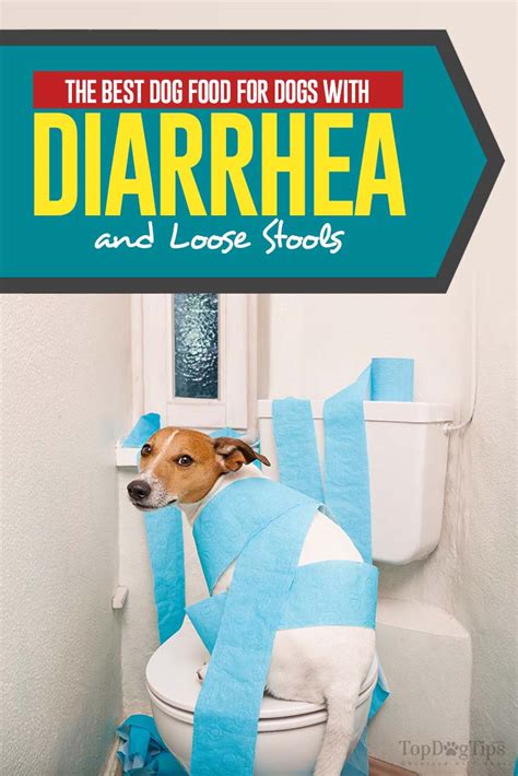 Can A Change In Dog Food Cause Diarrhea