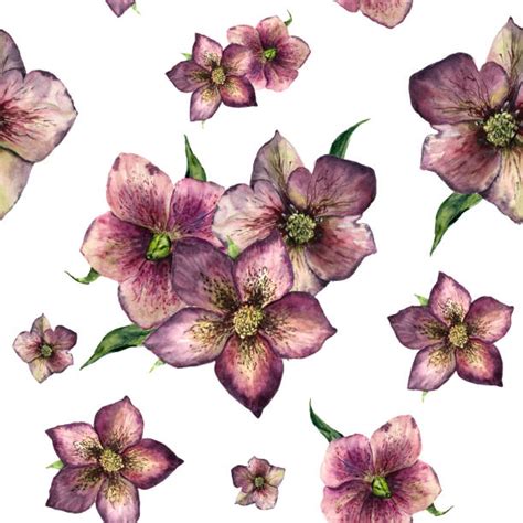 Best Lenten Rose Illustrations Royalty Free Vector Graphics And Clip Art