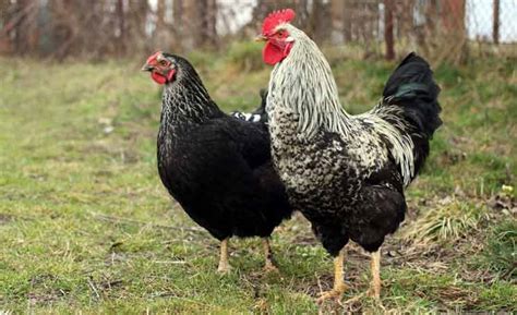 19 Fakta Menakjubkan Tentang Ayam Mitos Dunia