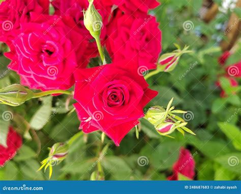 Beautiful Red Rosses In The Garden Red Rose Blooming Brightly Stock