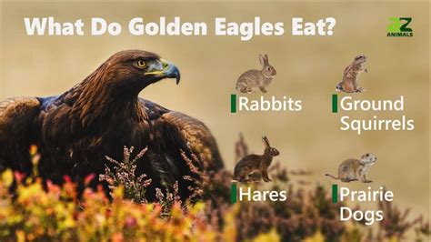 What Do Golden Eagles Eat A Z Animals