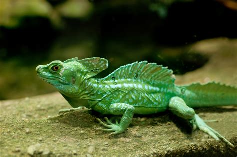 Plumed Basilisk Lizard Care Tips Reptiles Magazine
