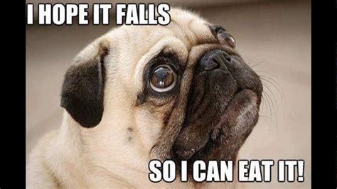 25 Really Adorable Pug Memes You Wont Be Able To Resist Sayingimages