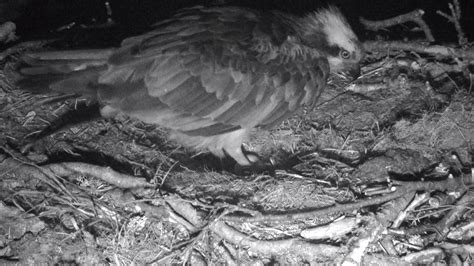 First Osprey Egg At Lowes Scottish Wildlife Trust