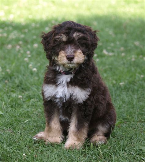 Cutest aussiedoodle puppies, reputable aussie doodle breeders raising mini standard or toy size, tri color blue and red merle. All About the Australian Shepherd Poodle Mix; AKA ...