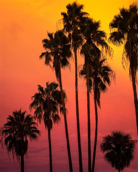 Burning Skies And Palm Tree Silhouettes Stock Photo Image Of Mood