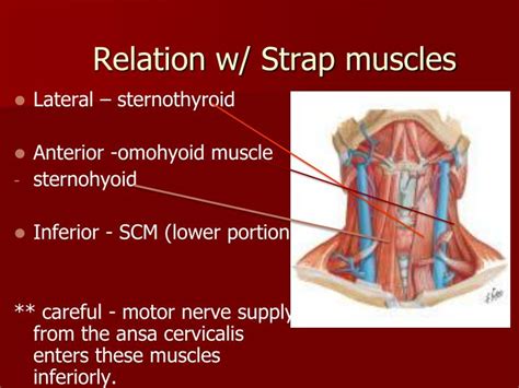 These anatomical charts include the main diagrams necessary for medical students, nursing students, residents, practitioners, anatomists to study the anatomy of the brain, to illustrate a course or explain. PPT - Thyroid Anatomy PowerPoint Presentation - ID:2047550