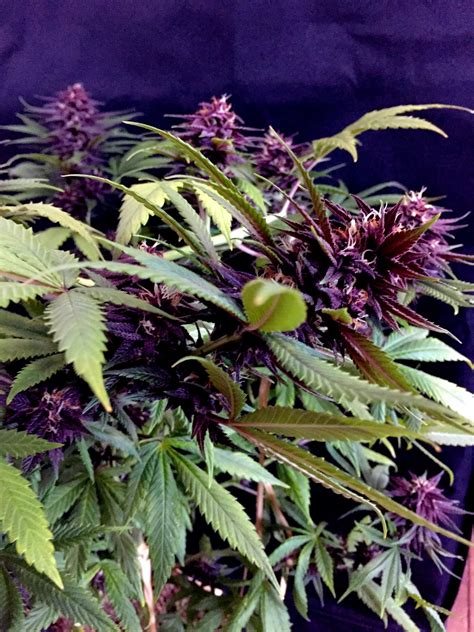 Sweet Seeds Tropicanna Poison F1 Fast Version® grow journal by deFharo ...