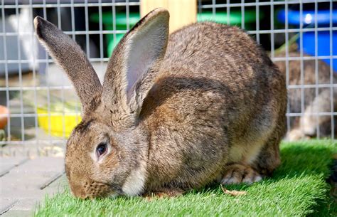 Flemish Giant Rabbits Buying Guide Exqeo