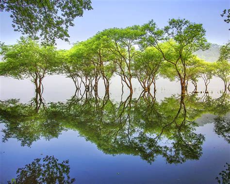 Тrees In Water Lake And Reflection Cheongwon Gun South Korea Ultra Hd