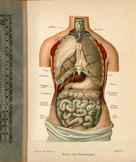 Intravenous (iv) contrast highlights specific areas in the body and produces a clearer image. 1900 Human Anatomy Print Chest and Abdominal Organs