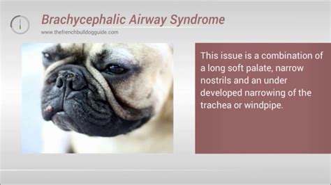 Most french bulldogs are born through caesarian section due to the shape of their bodies. French Bulldog Brachycephalic Airway Syndrome - BAS - YouTube
