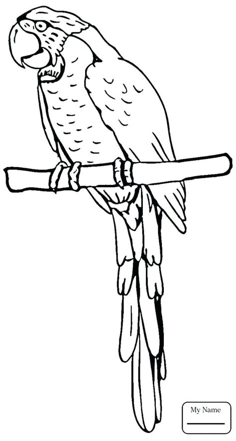 Flying Parrot Coloring Pages At Free Printable