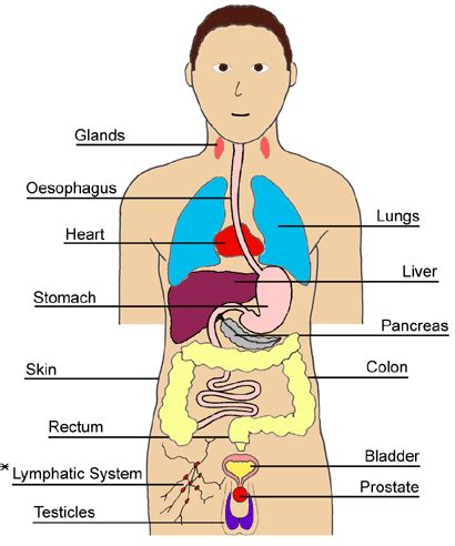 A free body diagram consists of a diagrammatic representation of a single body or a subsystem of bodies isolated from its surroundings showing all the forces acting on it in physics and engineering, a free body diagram (force diagram, or fbd). Diagram Of Body Parts - ClipArt Best