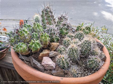 The kid has much toys, but he doesn't like to share. Succulents and More: Echinocereus cactus bowl looking ...