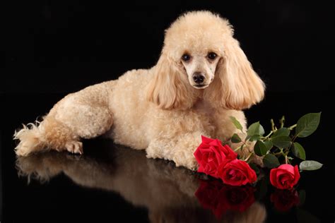 poodle hd wallpapers background images wallpaper abyss