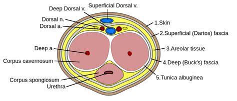 Hematopoietic stem cells can cross the bone marrow barrier, however. Urut Batin Manhood Massage Male Anatomy Part 2