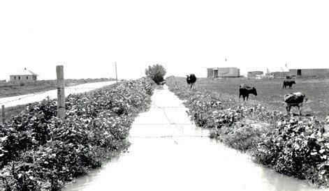 H Cattle Grazing Public And Environmental History Center