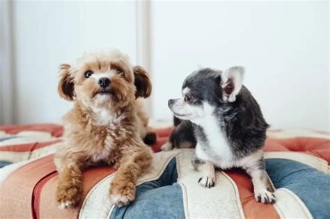 Chihuahua Poodle Mix Breed Profile Size Temperament And More