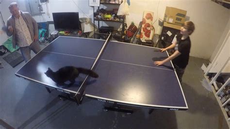 Cat Plays Ping Pong Youtube