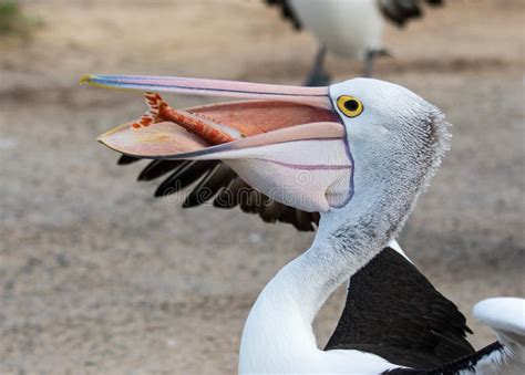 White Pelican Eating A Fish Stock Photo Image Of Lake Group 37571060
