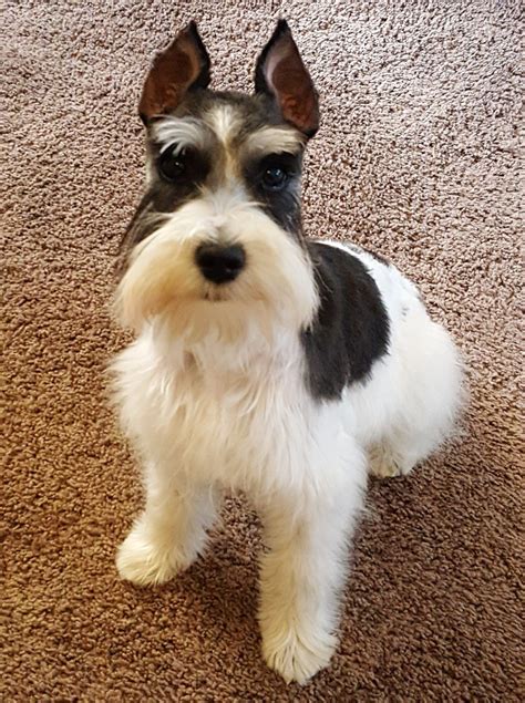 Emmy Loublack And Silver Parti Miniature Schnauzer Just Groomed