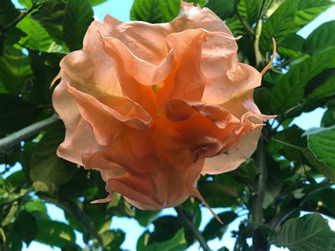 B.F. Orangade - Brugmansia Growers International