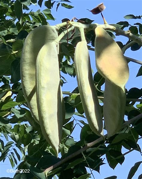 Kentucky Coffee Tree Nature Garden Life