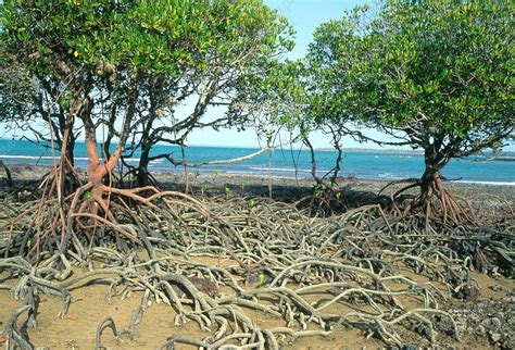 mangroves wikipedia