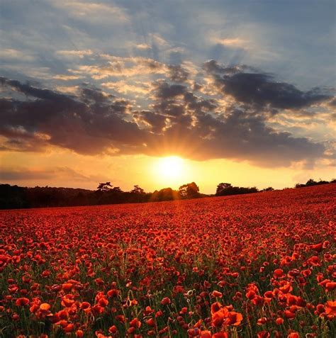 Pin By Hanna On Exquisite Sunrises Sunsets And Beyond Poppy Field