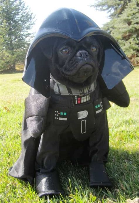 Cutest Pets Dressed In Star Wars Costumes
