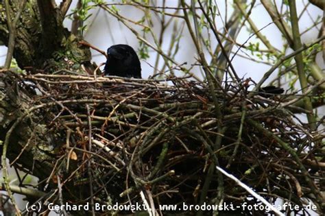 Wenn du weißt, wann und wo amseln ihre nester bauen und brüten und wie lange diese brutzeit andauert, kannst du dein verhalten besser an dem ihren orientieren und für ihren schutz sorgen. Aaskrähe - Steckbrief, Nebelkrähe, Rabenkrähe Brutzeit ...