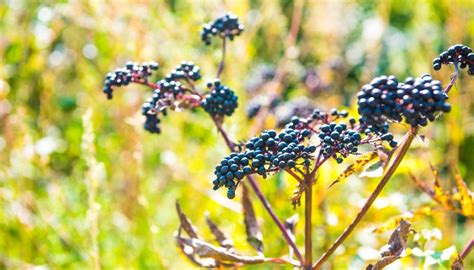 How To Grow Elderberry Plants Full Guide To Planting And Care Rennie