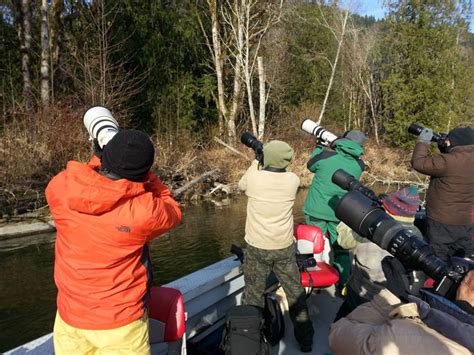 Skagit River Eagle Tours Skagit River Bald Eagle Viewing