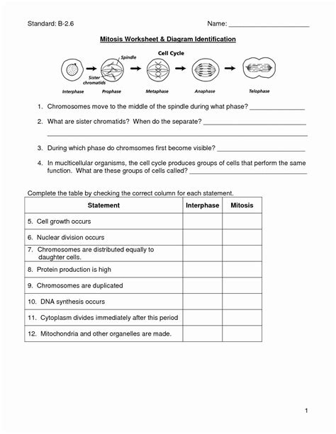 Meiosis Worksheet Answer Key Biology Corner