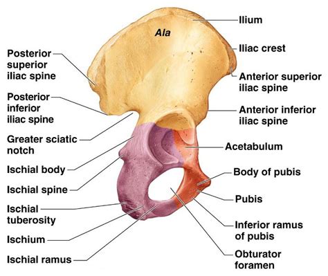 Right hip bone in situ & ex situ oriented obliquely to face the hip joint socket (acetabulum). Hip Bone Anatomy or Pelvic Bone[Ilium-Pubis-Ischium ...