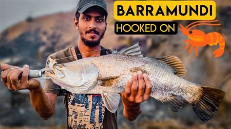 Barramundi On Lucana Live Chemmeen Shrimp Fishing In Goa India