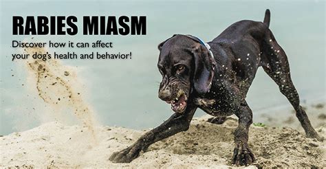 However, this dog food is designed to increase your dog's urine output. Rabies Miasm: The Rabies Vaccine Side Effect That Can Harm ...
