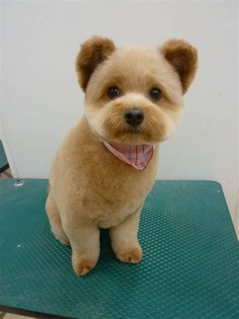 15 Very Interesting And Funny Dog Haircuts This Way Come